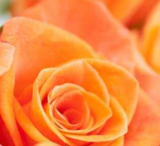 Potplanten en snijbloemen